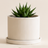 The BloomLinear with Plate Planter By The Sundayy