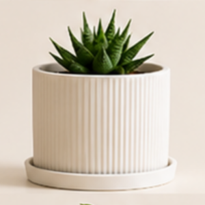 The BloomLinear with Plate Planter By The Sundayy