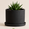 The BloomLinear with Plate Planter By The Sundayy