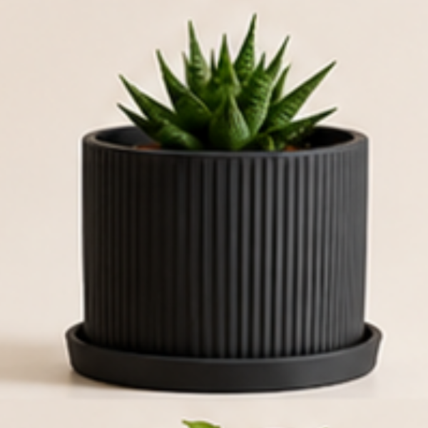 The BloomLinear with Plate Planter By The Sundayy