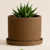 The BloomLinear with Plate Planter By The Sundayy